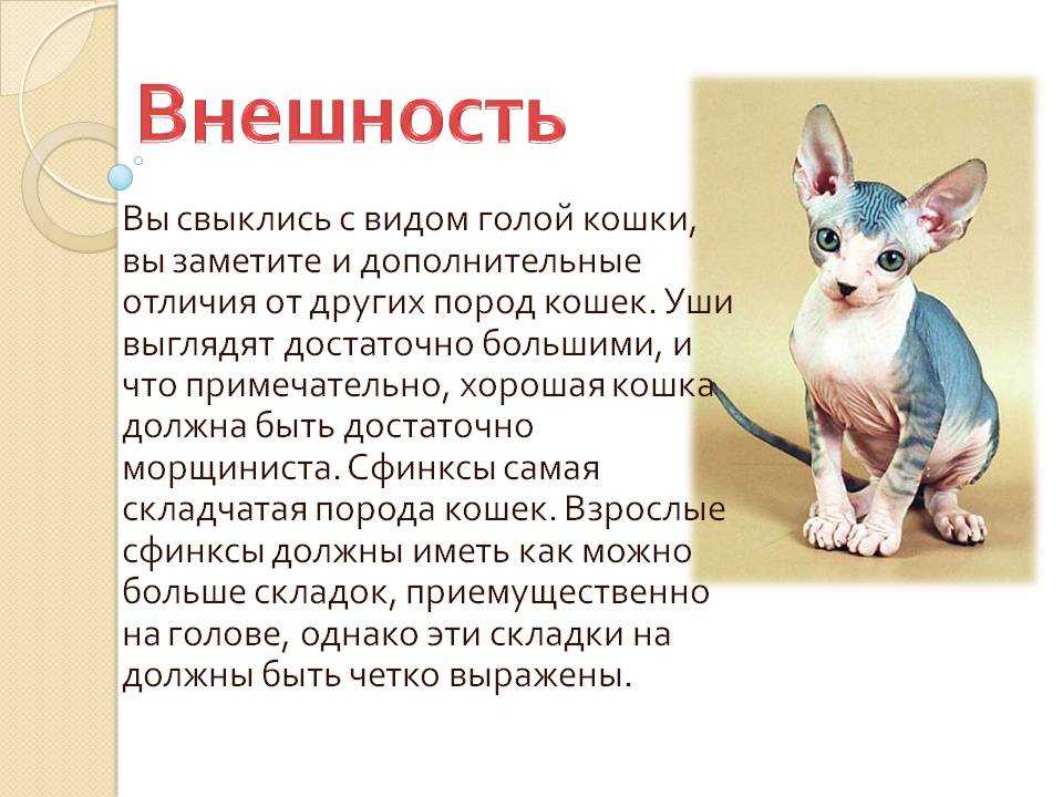 Канадский сфинкс: фото, видео, о породе, характере, уходе