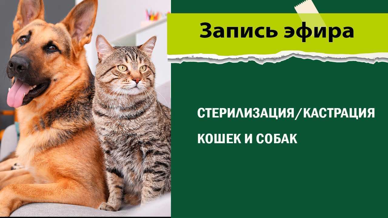 Плюсы собак. Плюсы и минусы ветеринарной клиники. Плюсы и минусы кошек и собак. Минусы ветеринарной клиники.