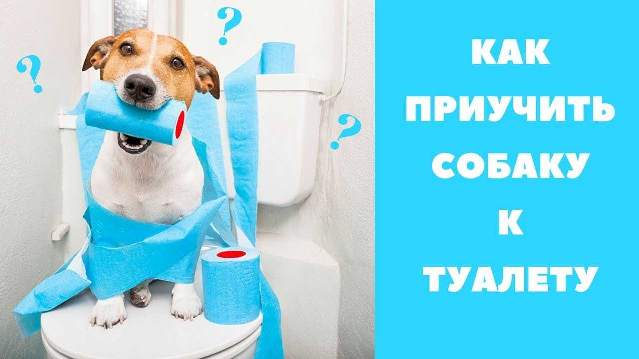Как приучить щенка ходить в туалет на улицу. приучение собаки к туалету - dogtricks.ru
