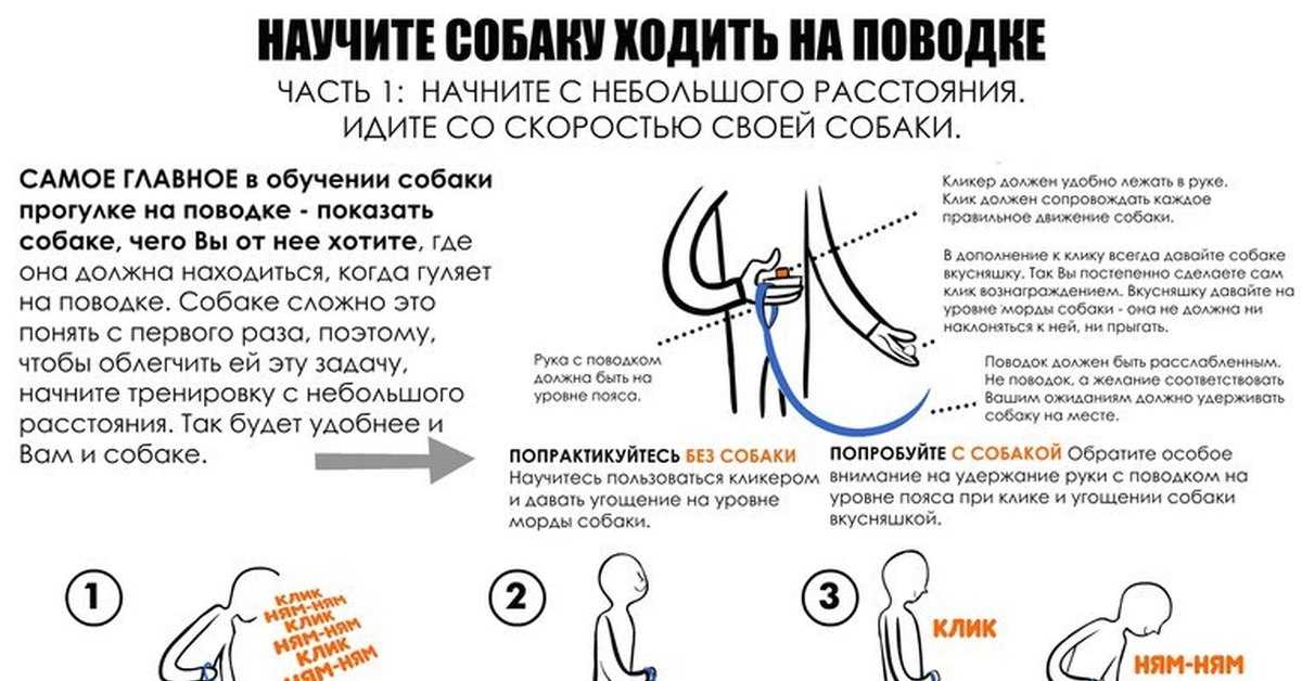 Как отучить собаку тянуть поводок: методы корректировки поведения | ваши питомцы