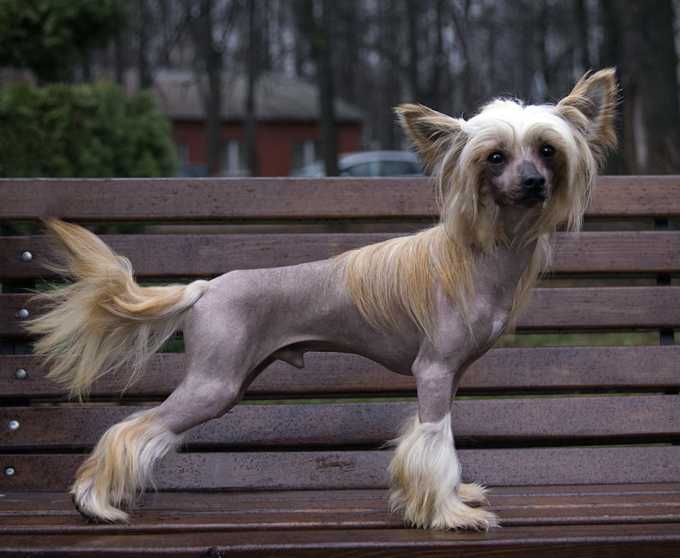 Собаки с волосами вместо шерсти: особенные породы с большими запросами