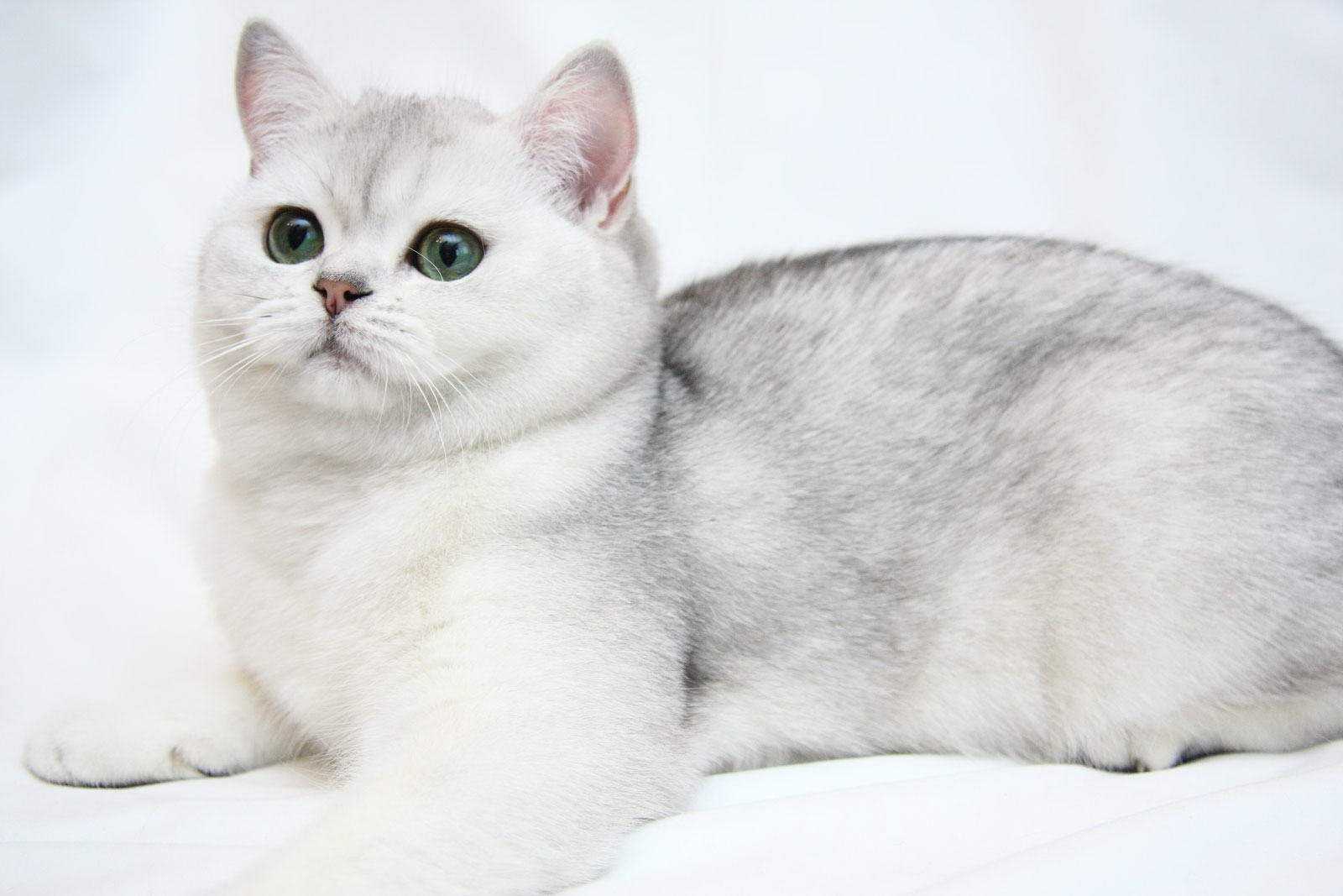 фото кошек серебристая шиншилла шотландская