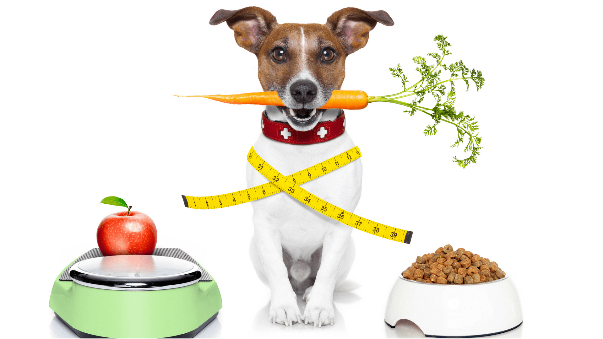 Корм для больных собак. Диетотерапия животных. Еда для собак. Рацион собаки. Полезная пища для собак.