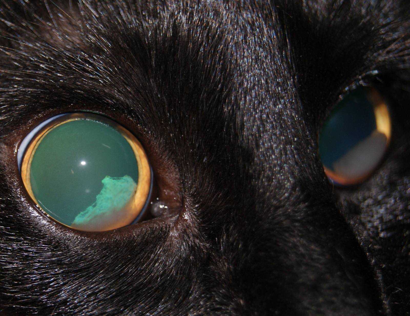 Отслоение сетчатки глаза у кота
