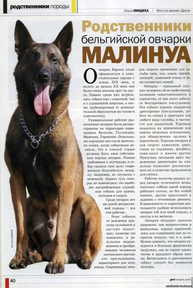 Бельгийская овчарка: описание породы, история, уход, содержание