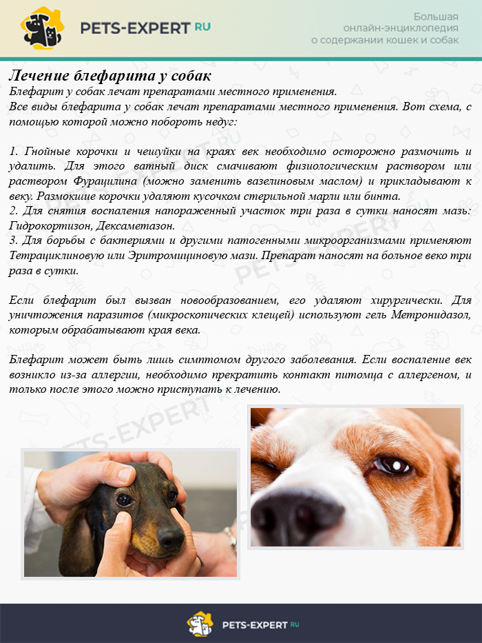 Что делать, если у собаки слезотечение?