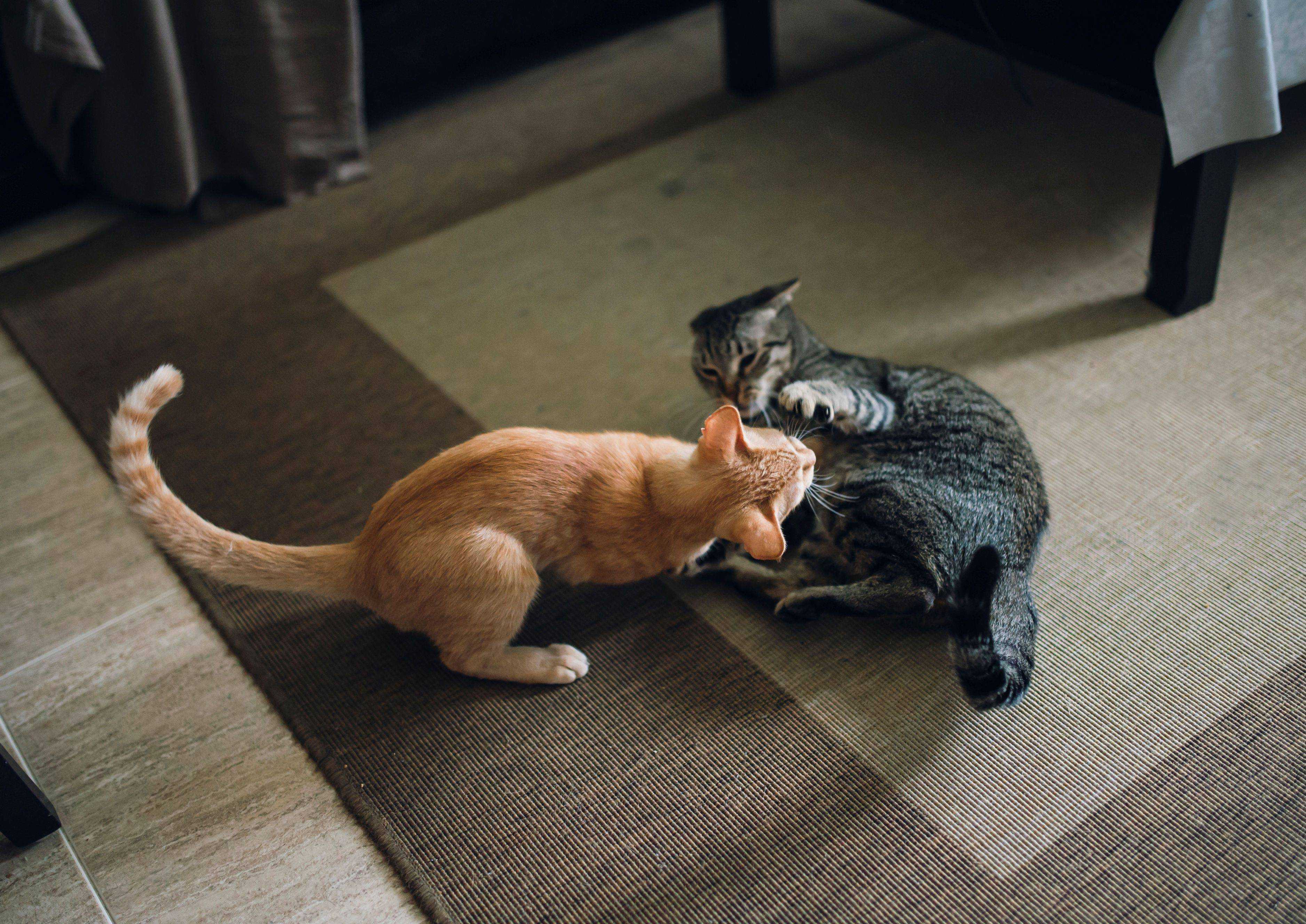 Кошки ели друг друга