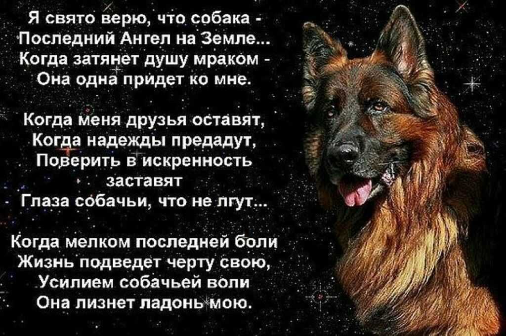 Собака виляет хвостом, кладет голову на колени?какие знаки любви подаёт?