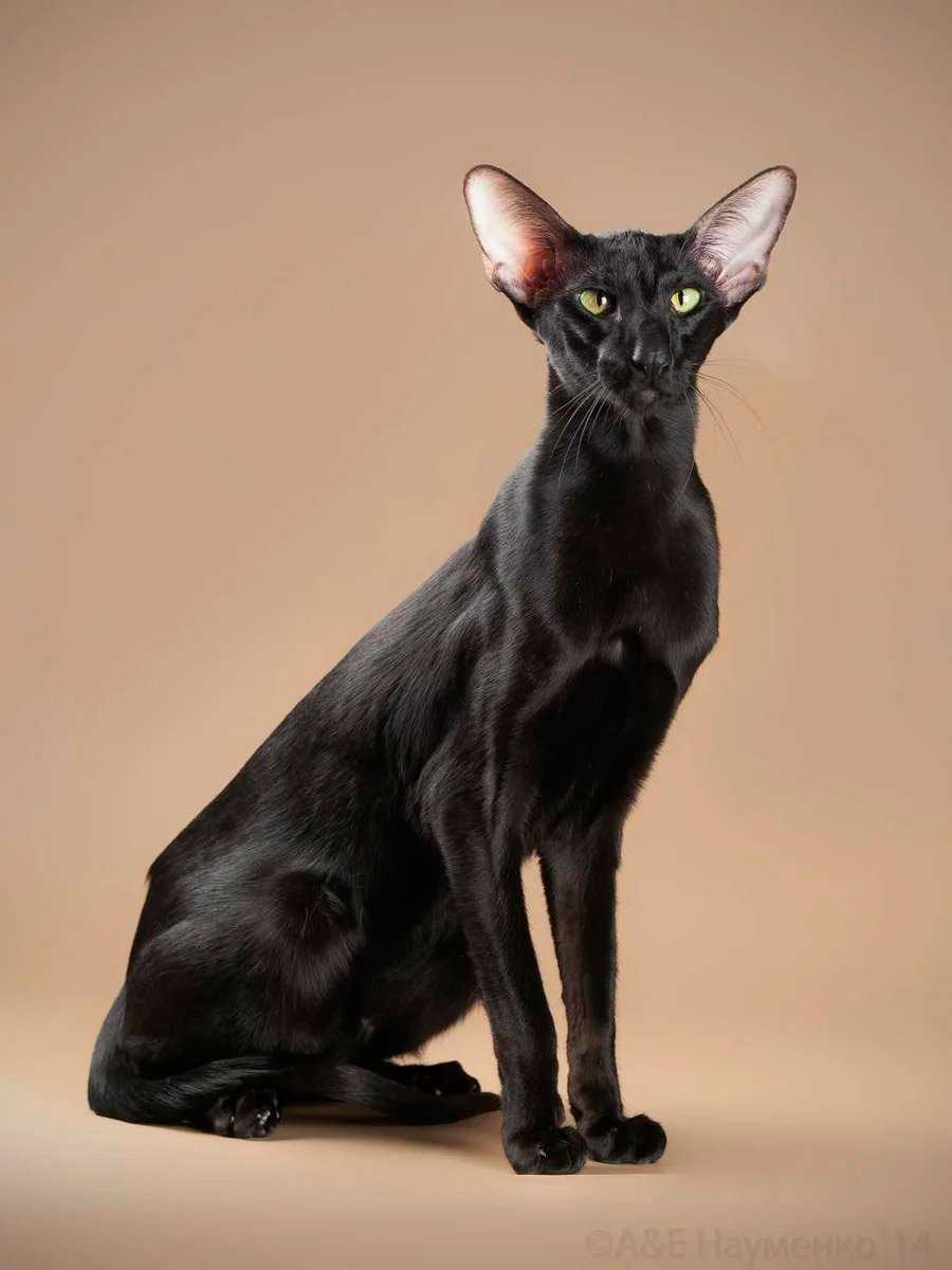 Восточная ориентальная кошка