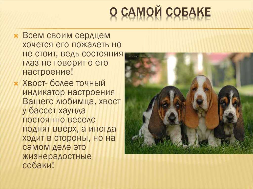 Бассет-хаунд: описание породы с фото, характеристика собаки, щенки, сколько живут, сколько стоит