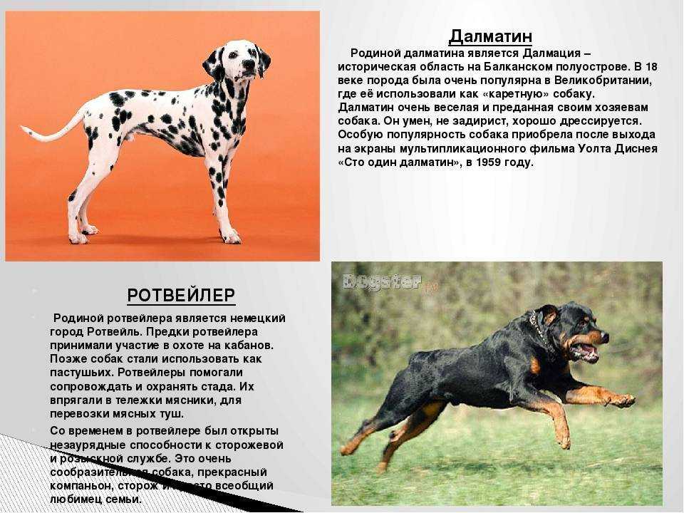 Далматинец: характеристика и стандарт породы.