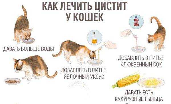 Цистит у кошек: причины, симптомы и лечение + советы по профилактике цистита от ветеринаров