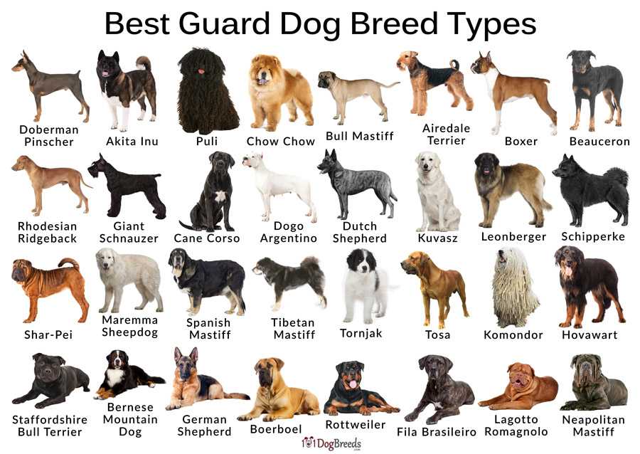 Имена породистых. Парди собак с фотографиями. Разные породы собак с названиями. Названия пород собак с фотографиями и названиями. Собаки средних размеров с названием.