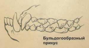 У собаки перекус рисунок