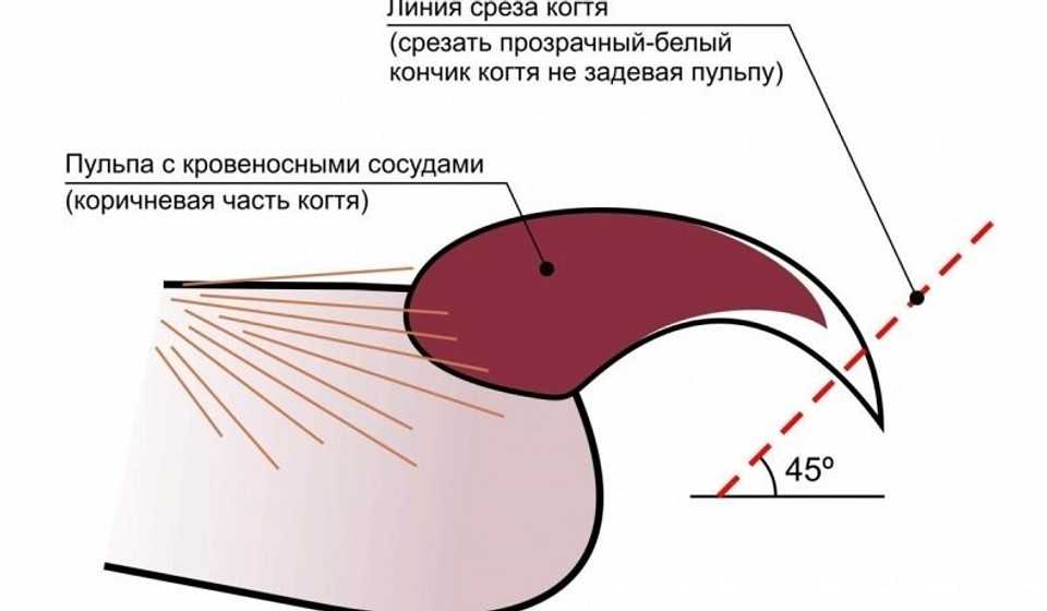 Как самостоятельно подстричь когти коту в домашних условиях