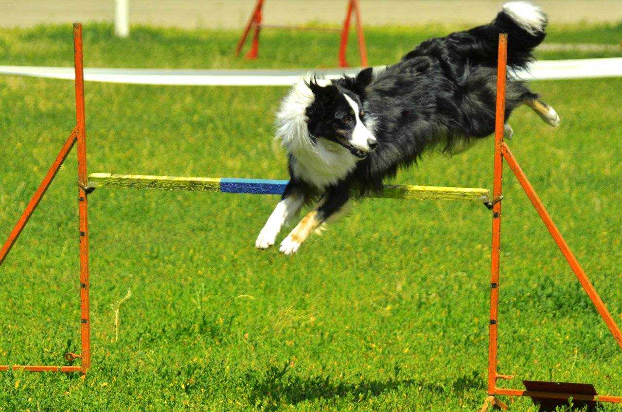 Аджилити – спорт для активных собак | ваши питомцы