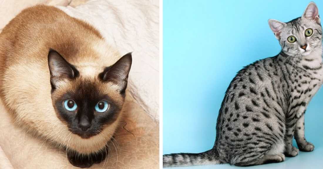 Сколько живут кошки