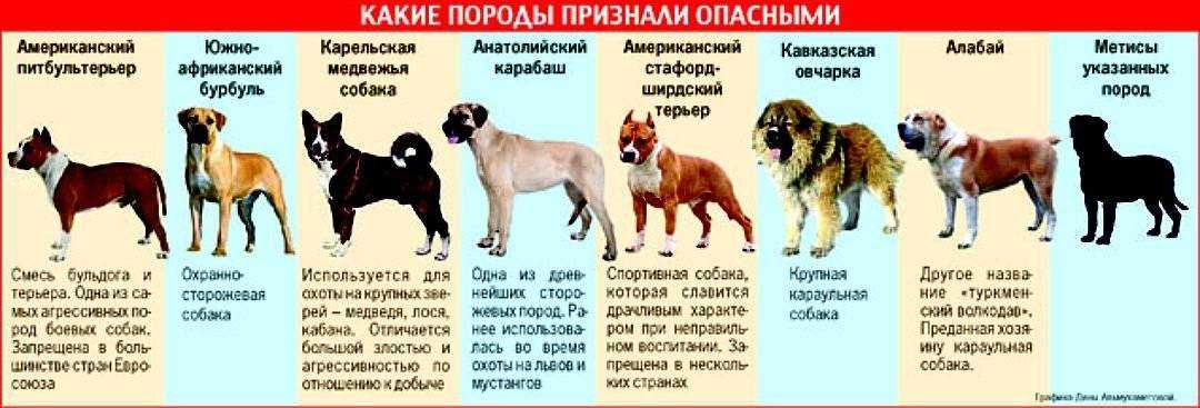 Собака жившая морфологический. Потенциально опасные породы собак. Список потенциально опасных пород собак. Собак потенциально опасных бойцовских пород. Список запрещенных пород собак.