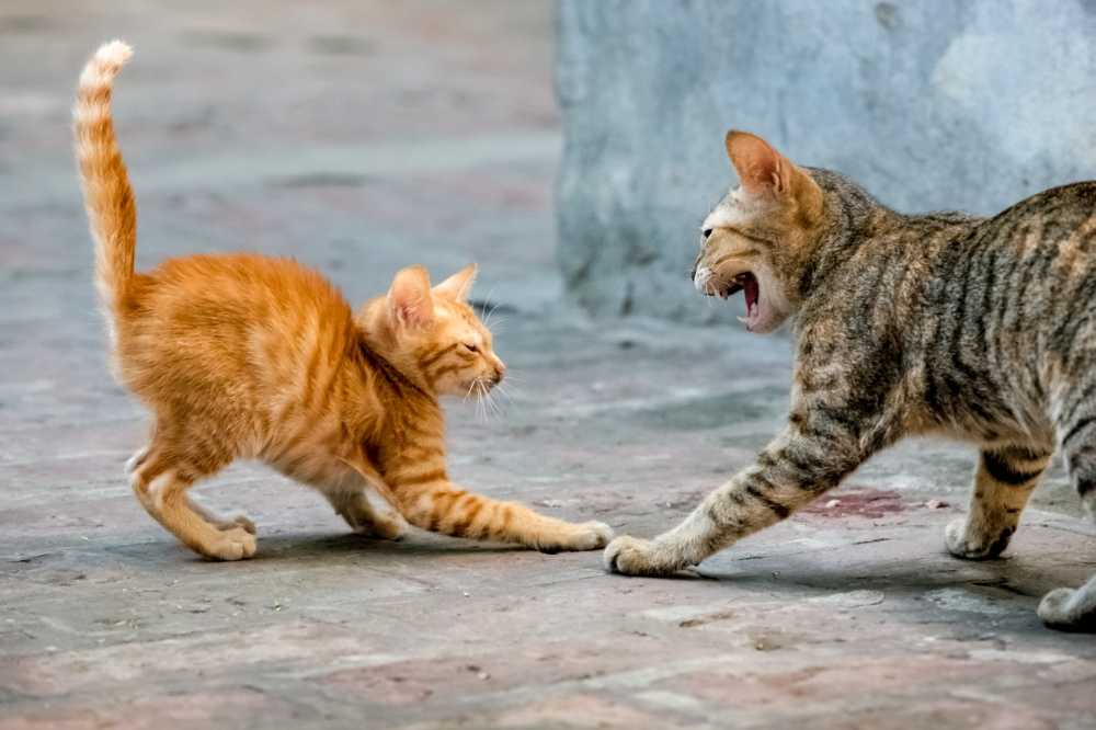 Агрессия кошки — что делать: основные причины и способы коррекции поведения кошки
