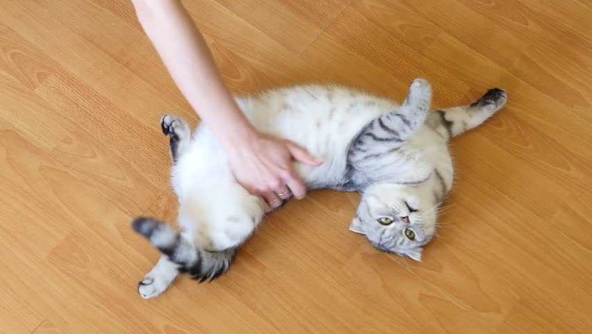 Течка у кошек