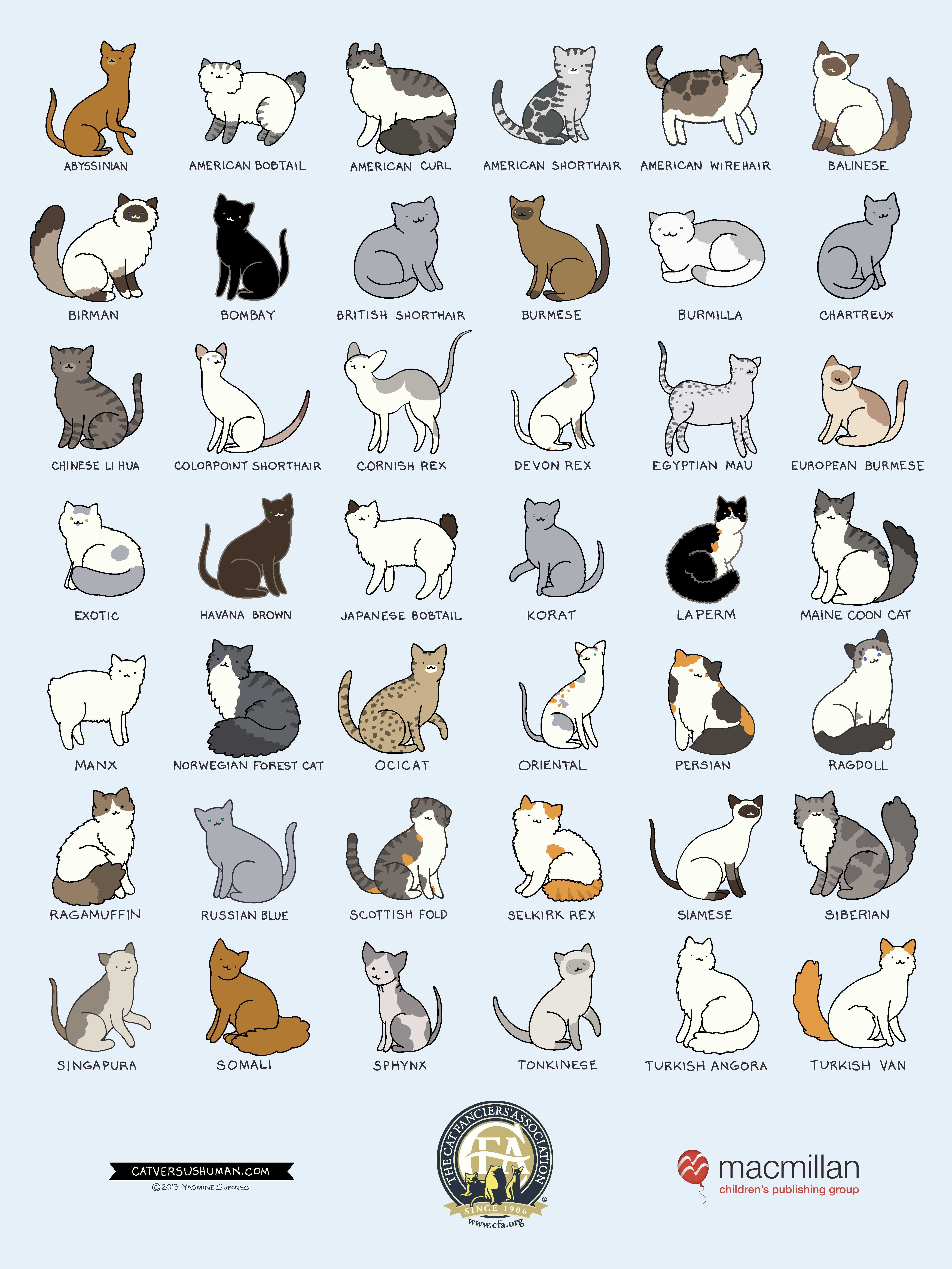 Кошки девон-рекс: информация и характерные особенности