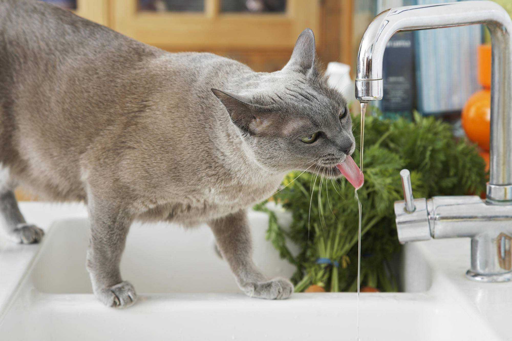 Кошка не пьет воду, что делать?