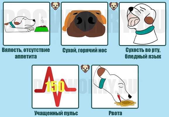 Мокрый нос у собаки: почему еще и холодный, сухой, горячий, у здоровой собаки, почему вялая и не есть
