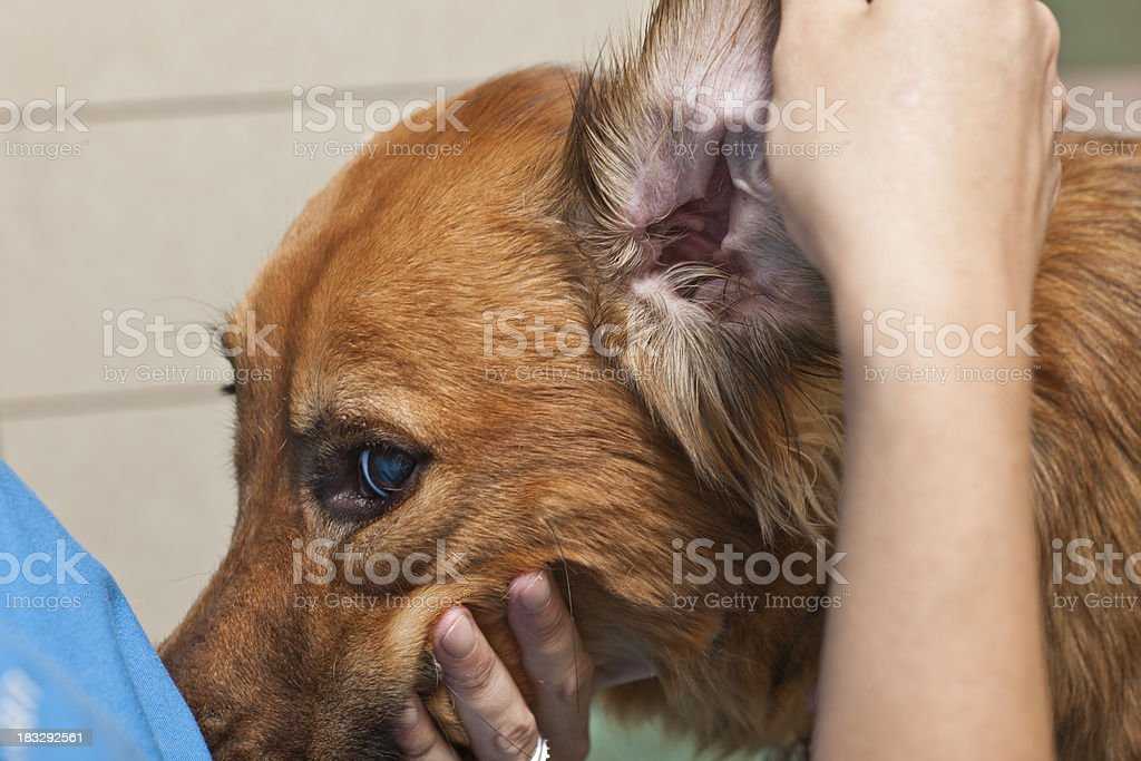 Нарушение слуха у собак. симптомы, лечение.
