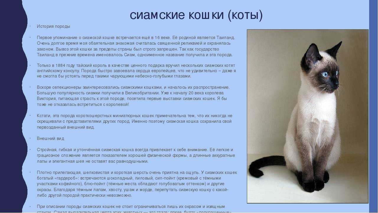 Рассмотрите фотографию серо голубой короткошерстной кошки