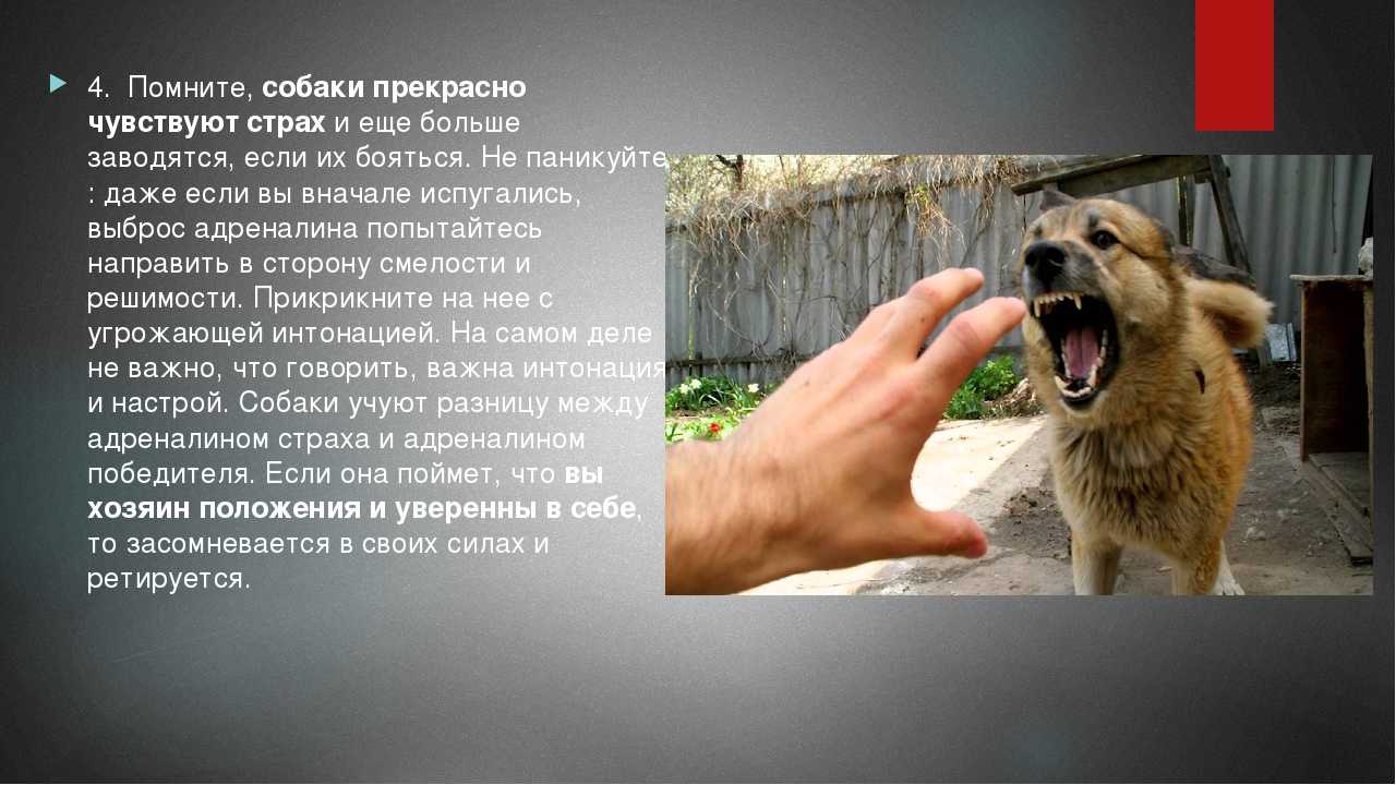 ᐉ как успокоить собаку во время грозы - ➡ motildazoo.ru