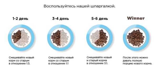 Как перевести кота (собаку) на другой корм? | дети фауны