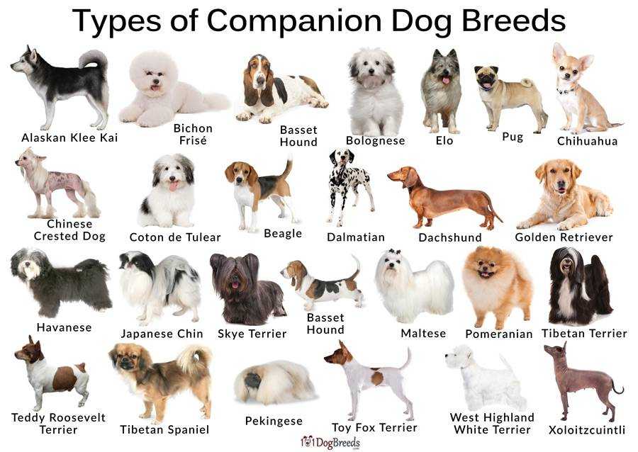 Какие породы собак бывают фото с названиями