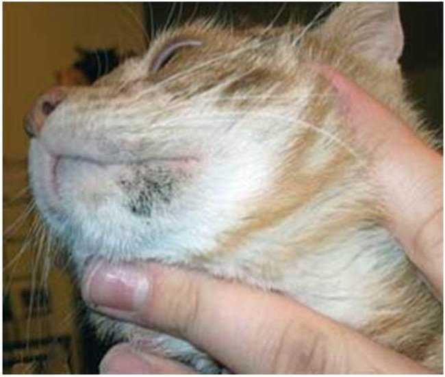 Акне у кошек: симптомы и лечение