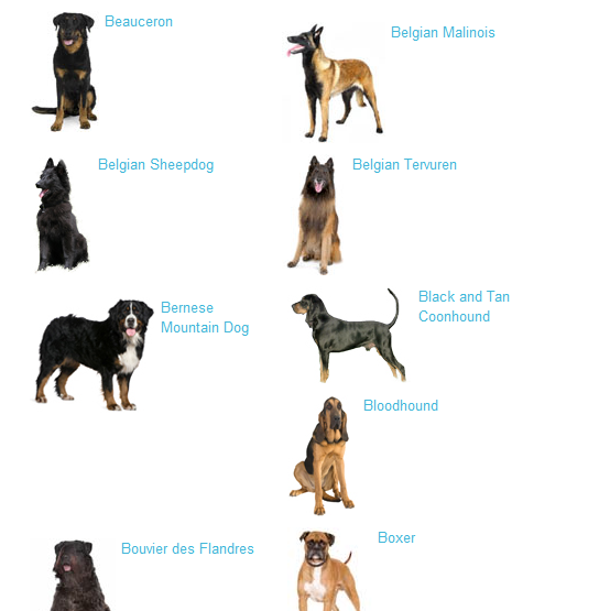 Крупные породы собак с названиями и фотографиями и названиями пород