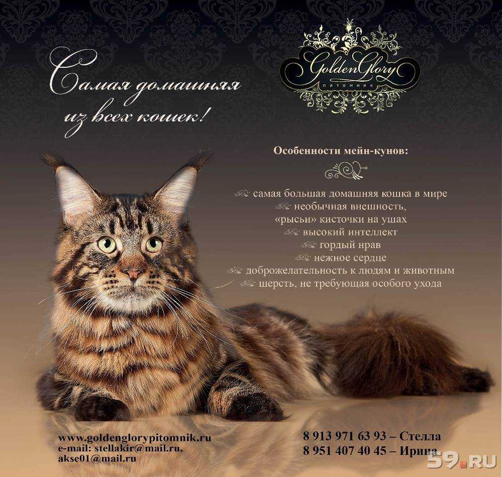 Содержание и уход за котятами мейн-куна