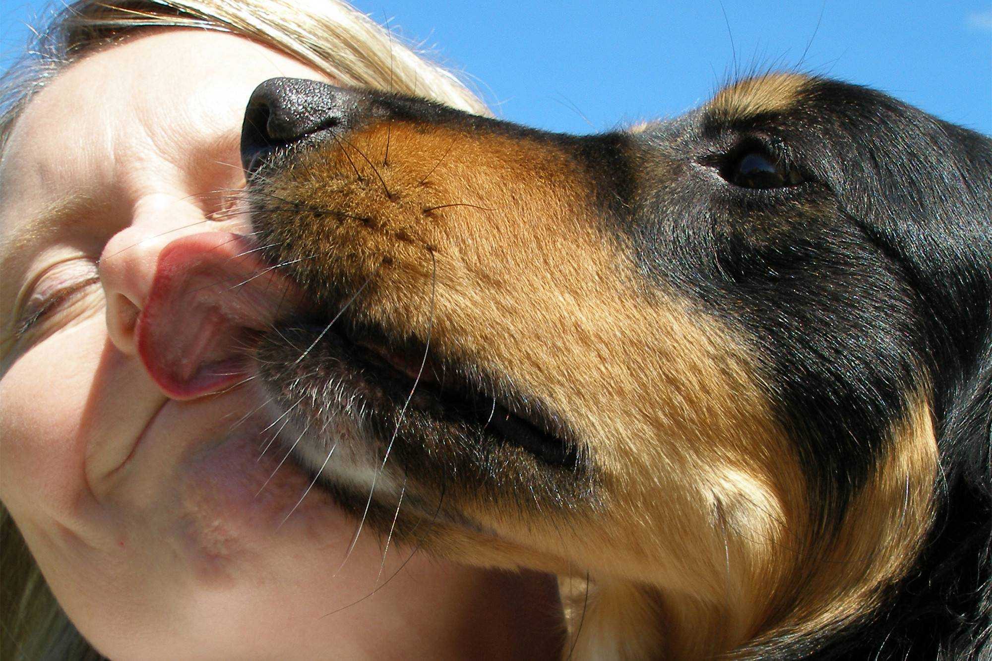 Почему собака часто открывает рот. Собака облизывает. Собака принюхивается. Собака обнюхивает человека.