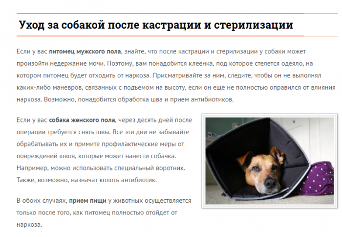 Кастрация кобеля: 9 плюсов и 3 минуса