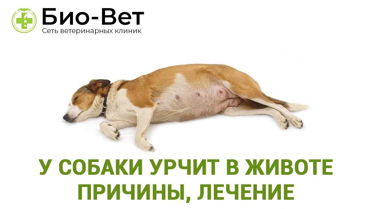 Чем обусловлено урчание в кишечнике пса: опасно ли бурление для питомца