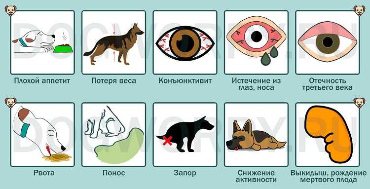 Что делать, если у собаки текут глаза: причины, симптомы и доступные способы лечения