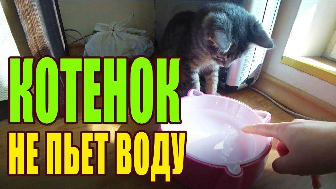 Кошка много пьет воды - причины повышенной жажды