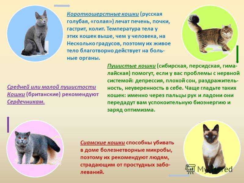 Скукум: описание, характер, фото, цена, содержание