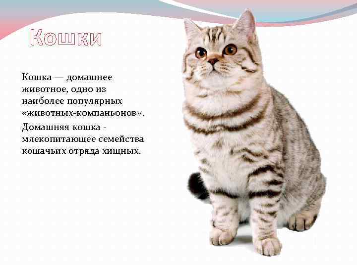 Простые беспородные кошки: почему мы их так любим