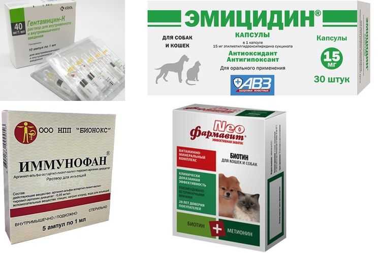 Мастит: диагностика и лечение