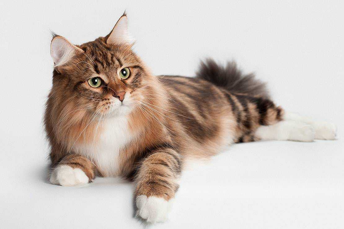 Сибирская кошка фото и описание, сибирский кот крупный питомец из сибири