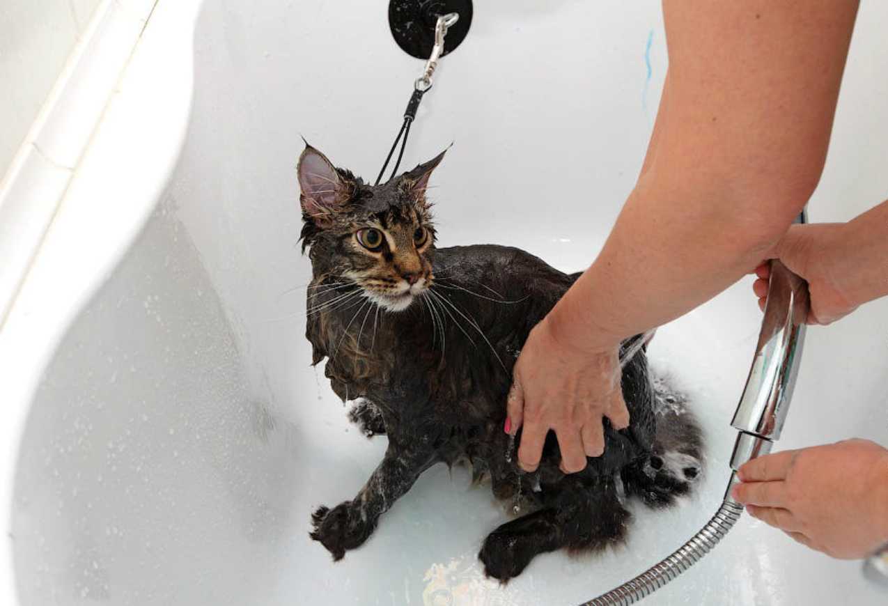 Как правильно помыть кота в домашних условиях, если он боится воды и царапается, видео советы