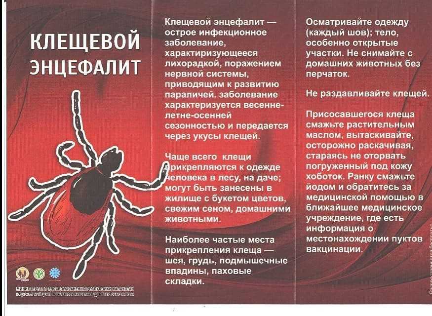Клещ у собаки что делать, как снять и чем обрабатывать животное от паразитов, фото и видео