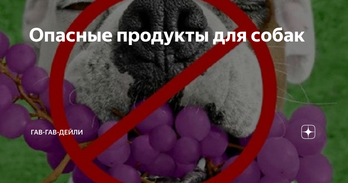 Можно ли собакам виноград: как распознать в продукте опасность