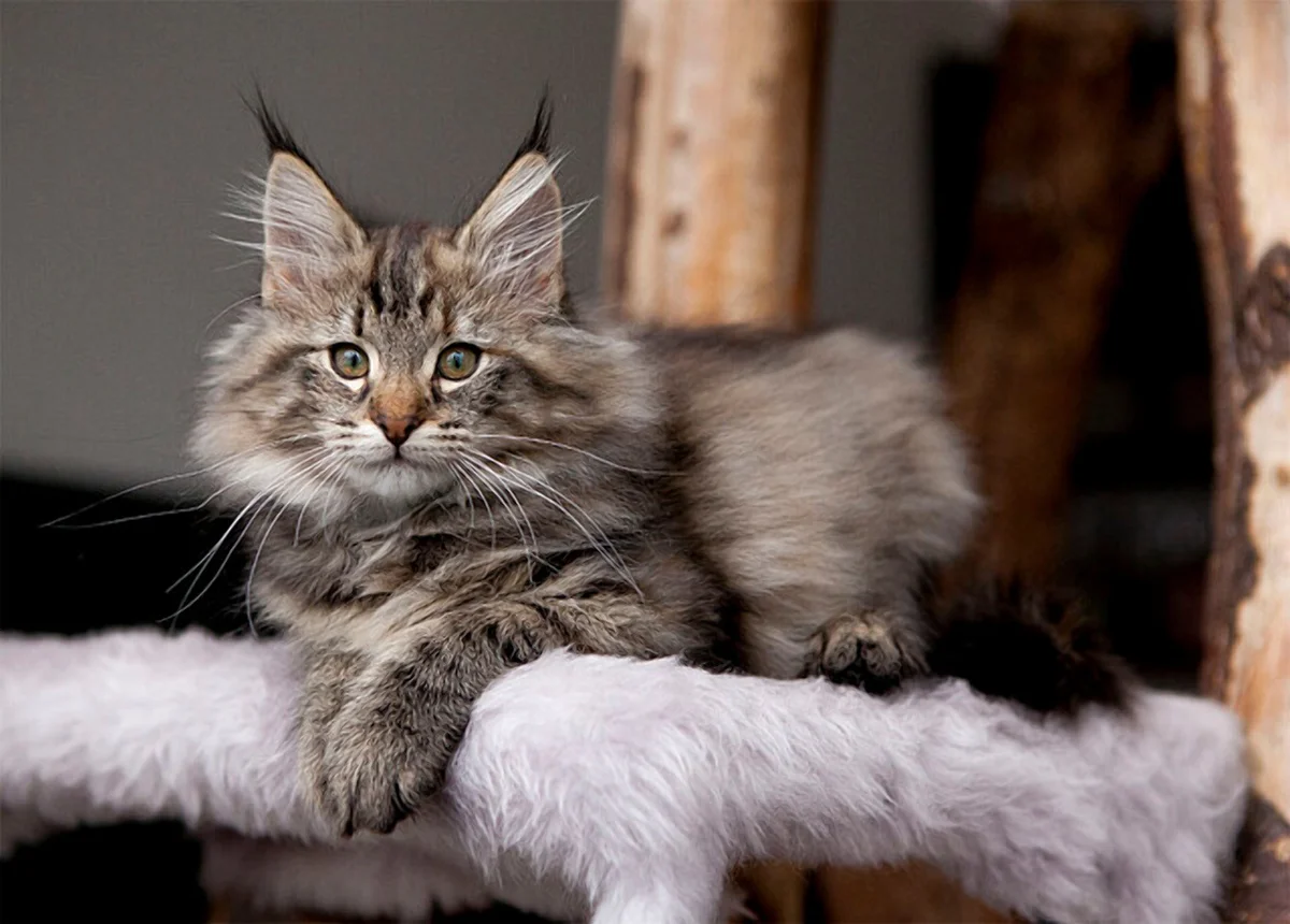 Лесная кошка купить. Норвежские Лесные котята. Норвежская Лесная кошка котята. Норвежская Лесная кошка короткошерстная. Норвежская Лесная кошка скоггкэт.