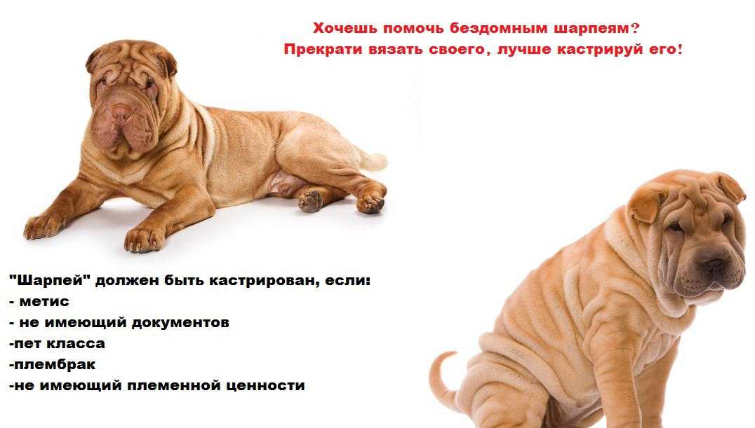 Порода собак шарпей