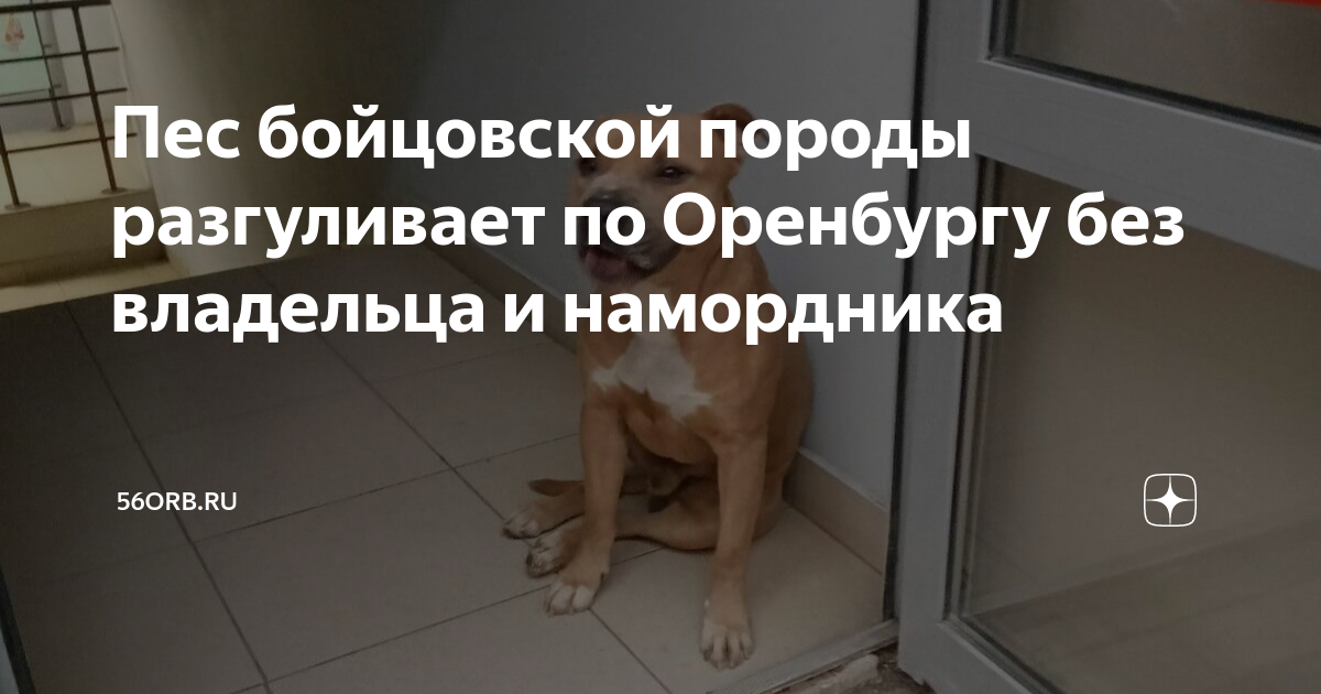 Топ-10 бойцовских пород собак